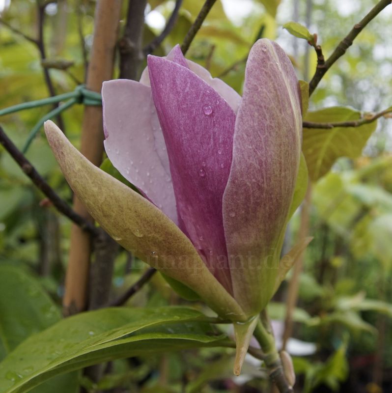 Magnolia 'Royal Tapestry' - 160/180cm - Leittrieb - blühreif