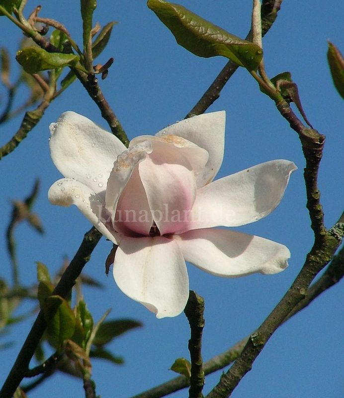 Magnolia 'Frank Gladney' - 180/200cm - Leittrieb - blühreif