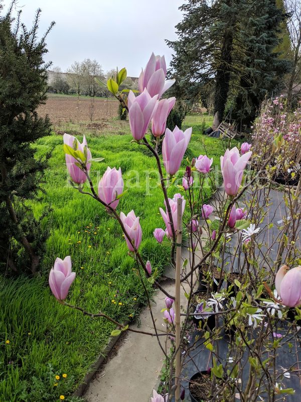 Magnolia 'Full Eclipse' -  250cm - freier Stamm 130cm - blühreif