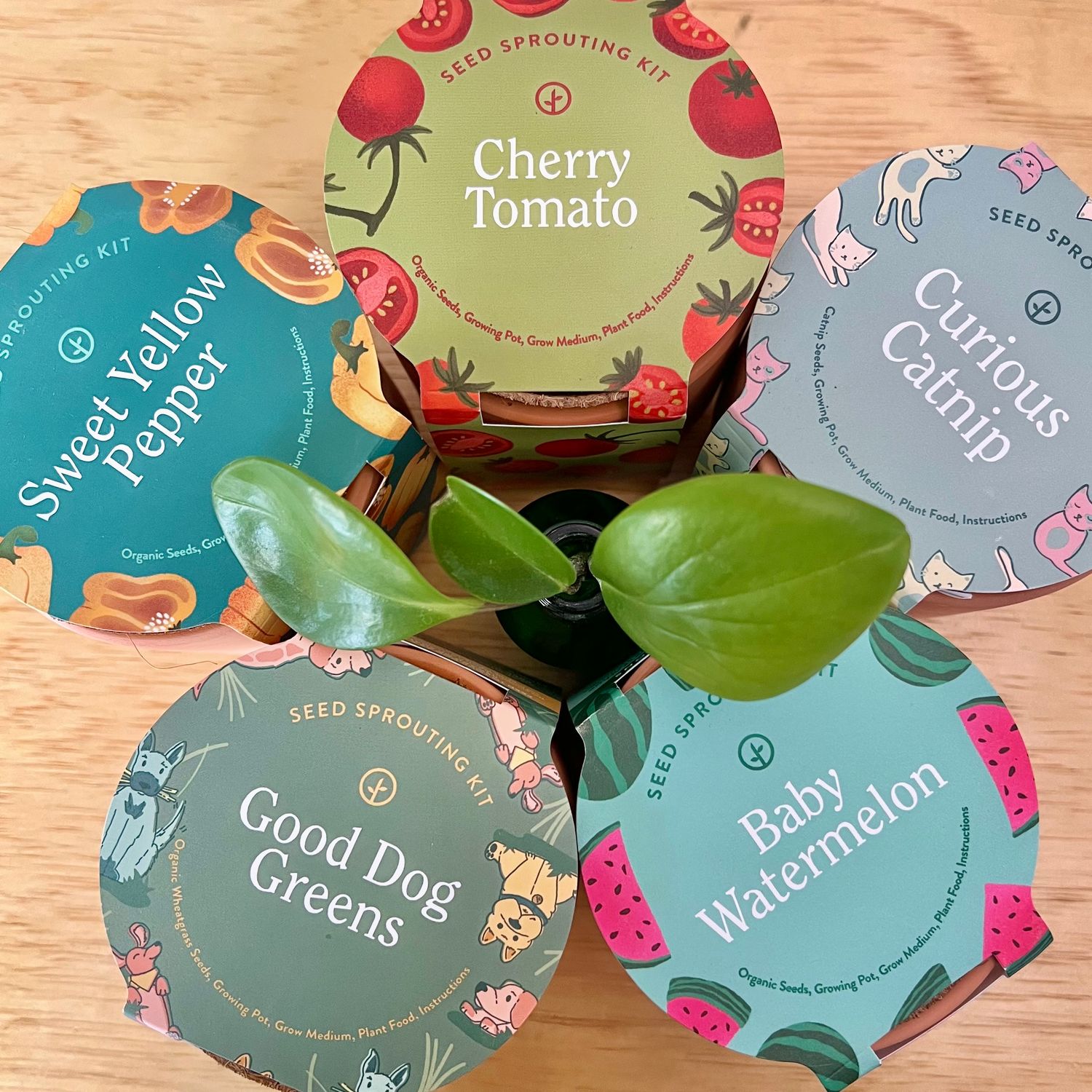 Terracotta Seed Sprouting Kit - Modern Sprout