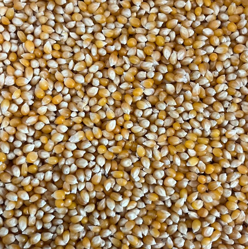 Yellow Popcorn, Organic - by the ounce