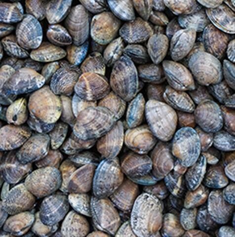 Manila Clams Live 5lb
