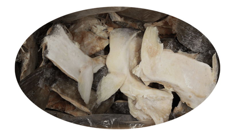 Halibut Collar 18.14kg