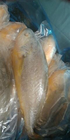 Yellow Croaker Whole