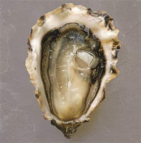 Oyster Fanny Bay 5Dozen