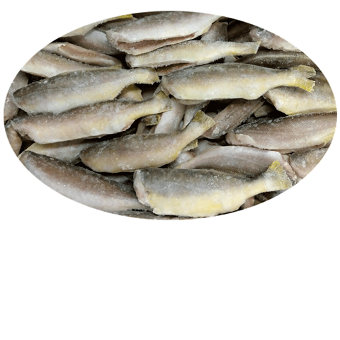 King Weakfish ( Banga-Mary ) 40lb