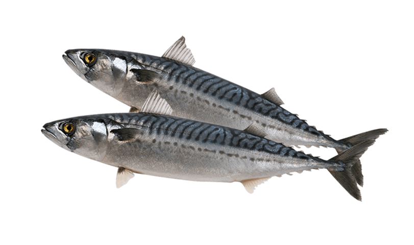 Mackerel Whole 20kg
