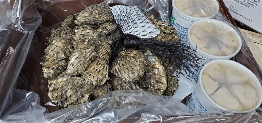 Oyster Meat Fresh