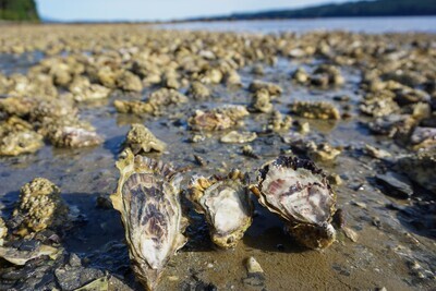 Shellfish &amp; Other Seafood