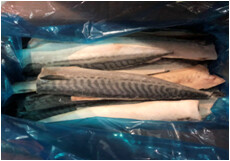 Mackerel Fillets Unsalted 10kg