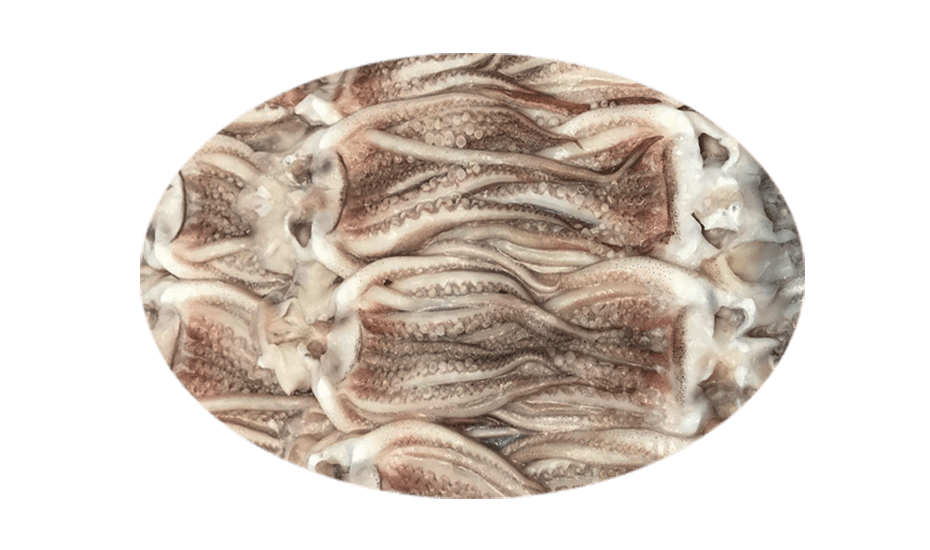 Squid Tentacles Illex