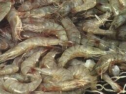 Shrimp White Raw Head-On 6L x 4Pack 24lb
