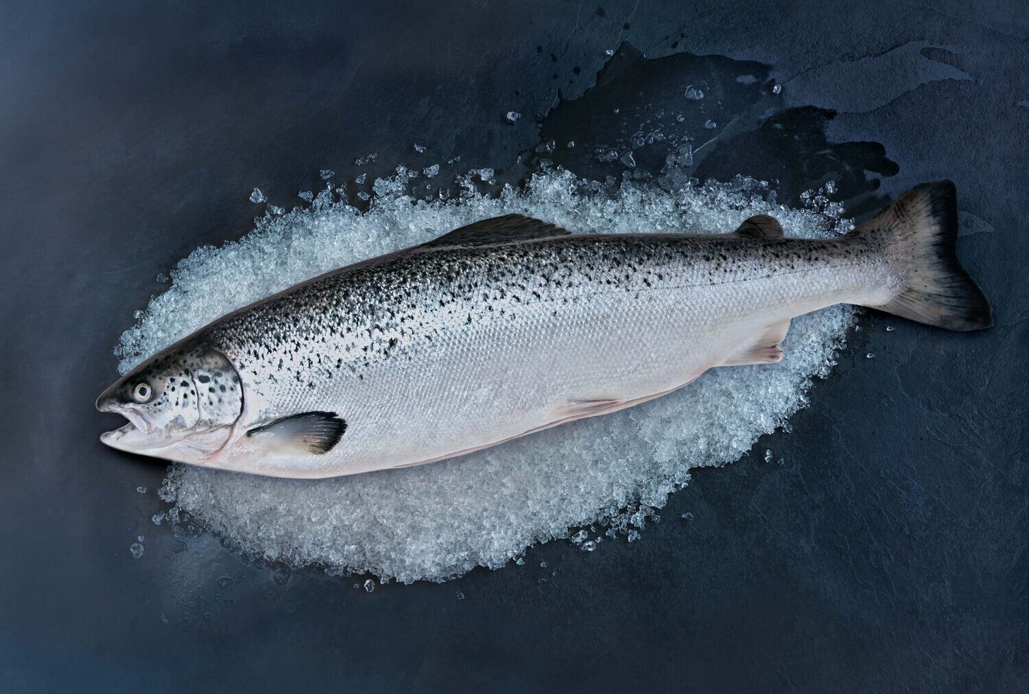 Atlantic Salmon Whole 12/14 Farmed Fresh