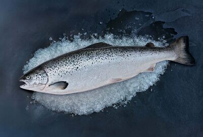 Atlantic Salmon Whole 12/14 Farmed Fresh