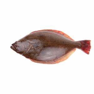 Rex Sole Whole 50lb