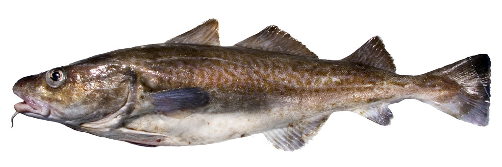 Pacific Cod Whole 50lb