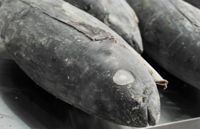 Albacore Tuna Quartered 15up BC