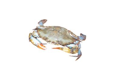 Crab Soft Shell 10kg