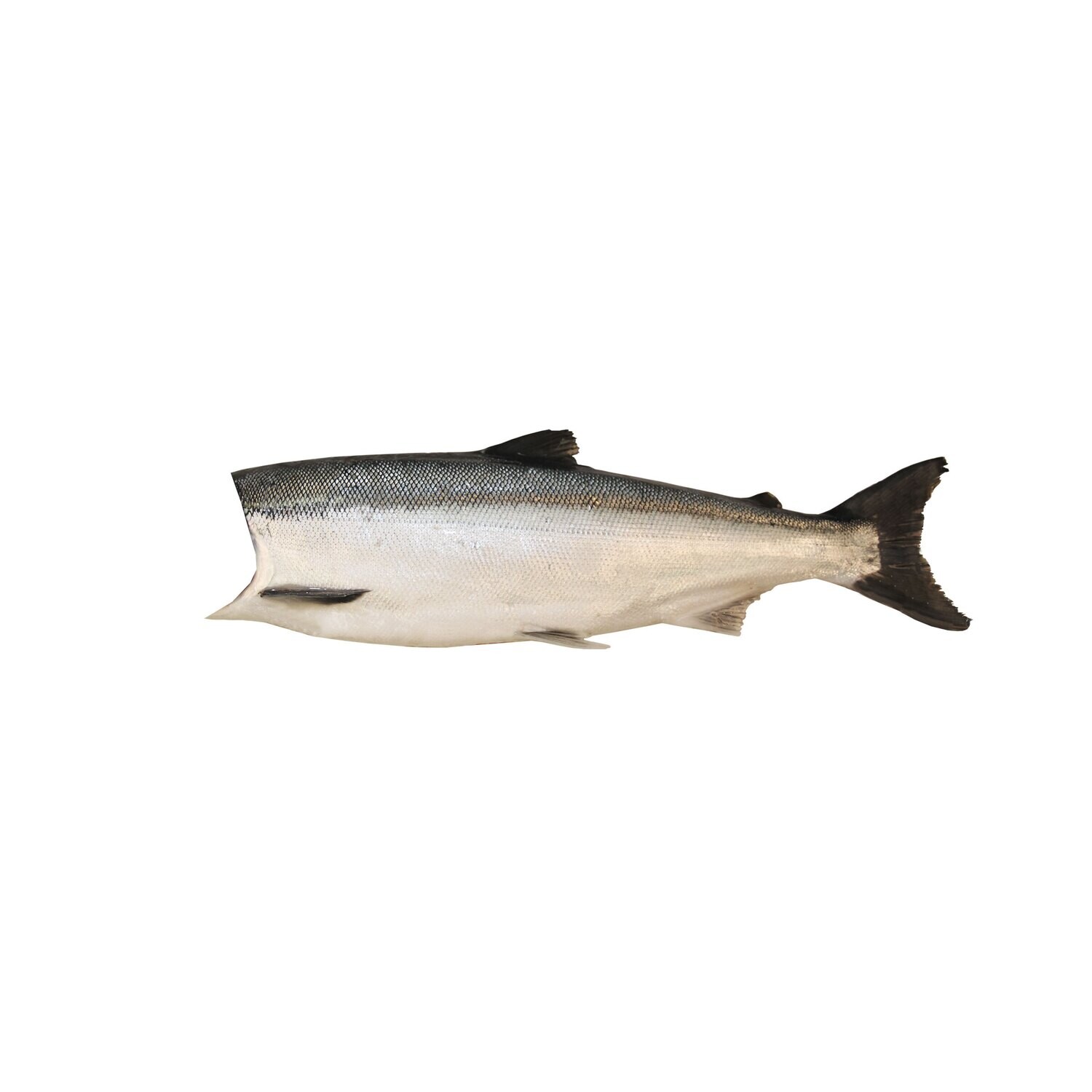 Alaska Sockeye 5+