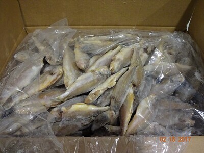 Yellow Croaker Small 50/70