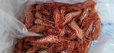 Live Spot Prawn