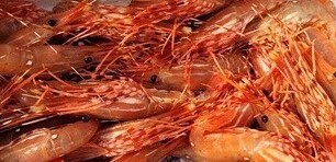 Shrimp &amp; Prawns