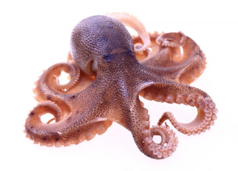 Octopus Whole 6.5lb to 11lb / pcs