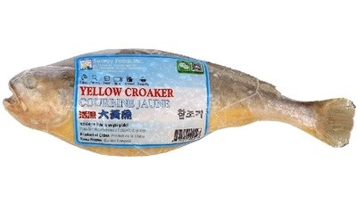 Yellow Croaker 9kg