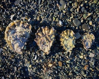 Oyster Fanny Bay 5Dozen