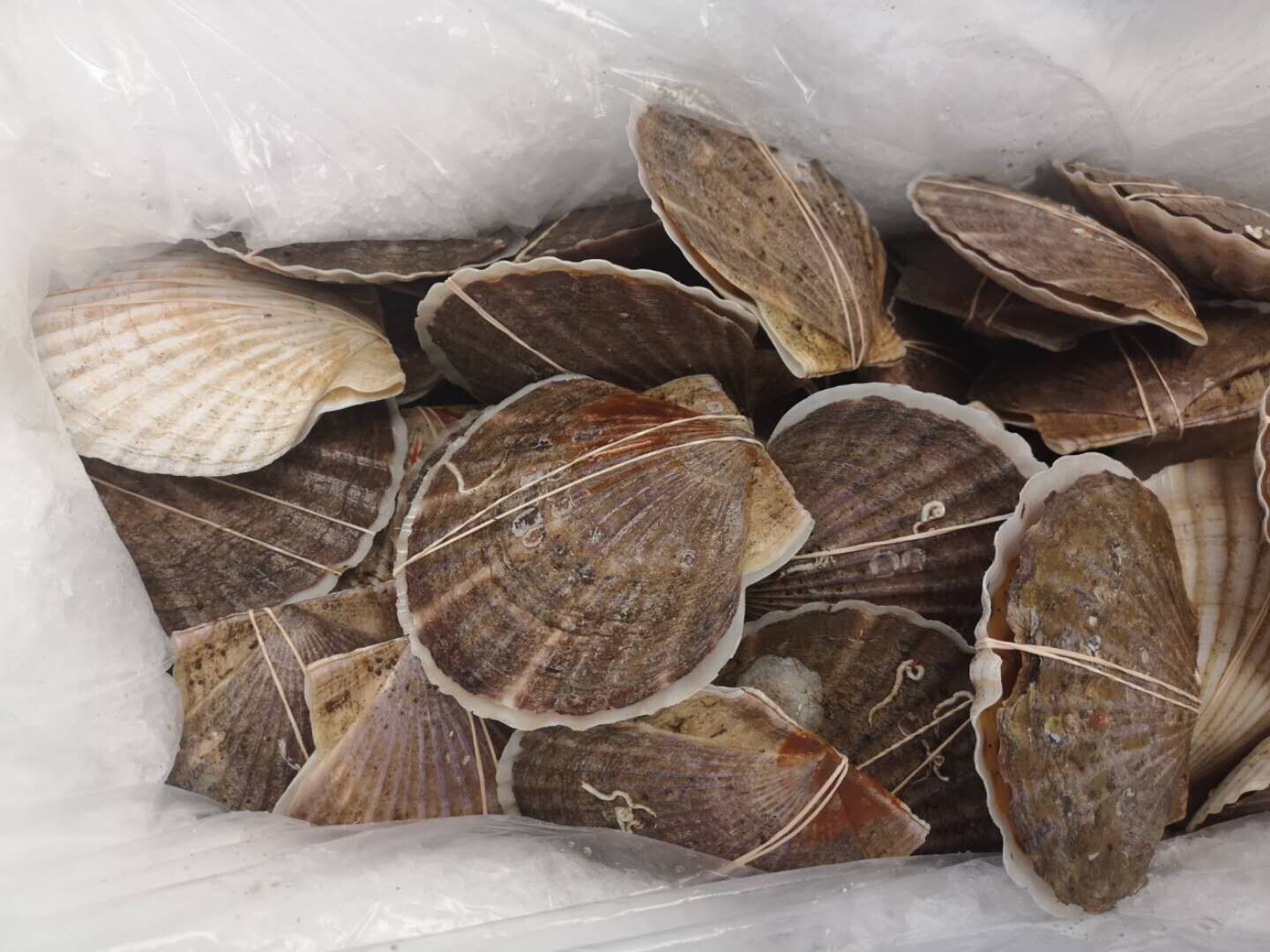 Selected Live Pacific Scallop XXL 12cm + /pc 100pc/cs