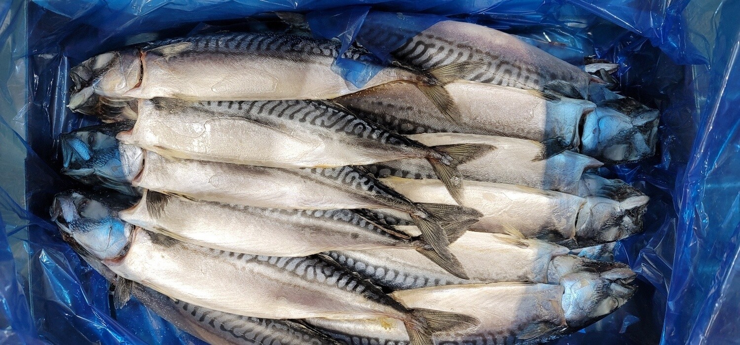 Mackerel Fillets Salted 10.2kg