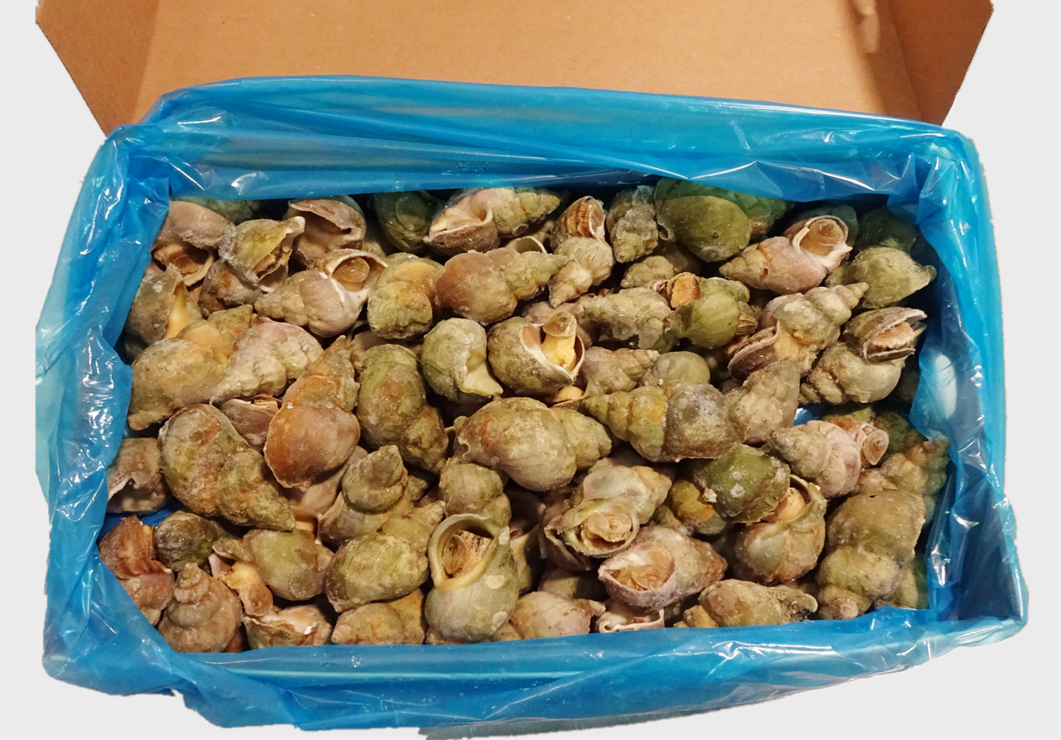 COOKED WHELK  WHOLE IN SHELL LL 13KGS/CS