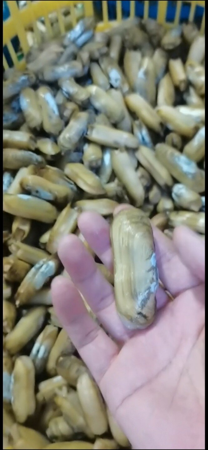 Razor Clam Whole Cooked 340g x 20pack 6.8kg