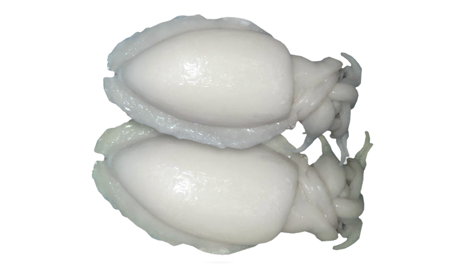 Cuttlefish ( Whole Cleaned ) 10kg