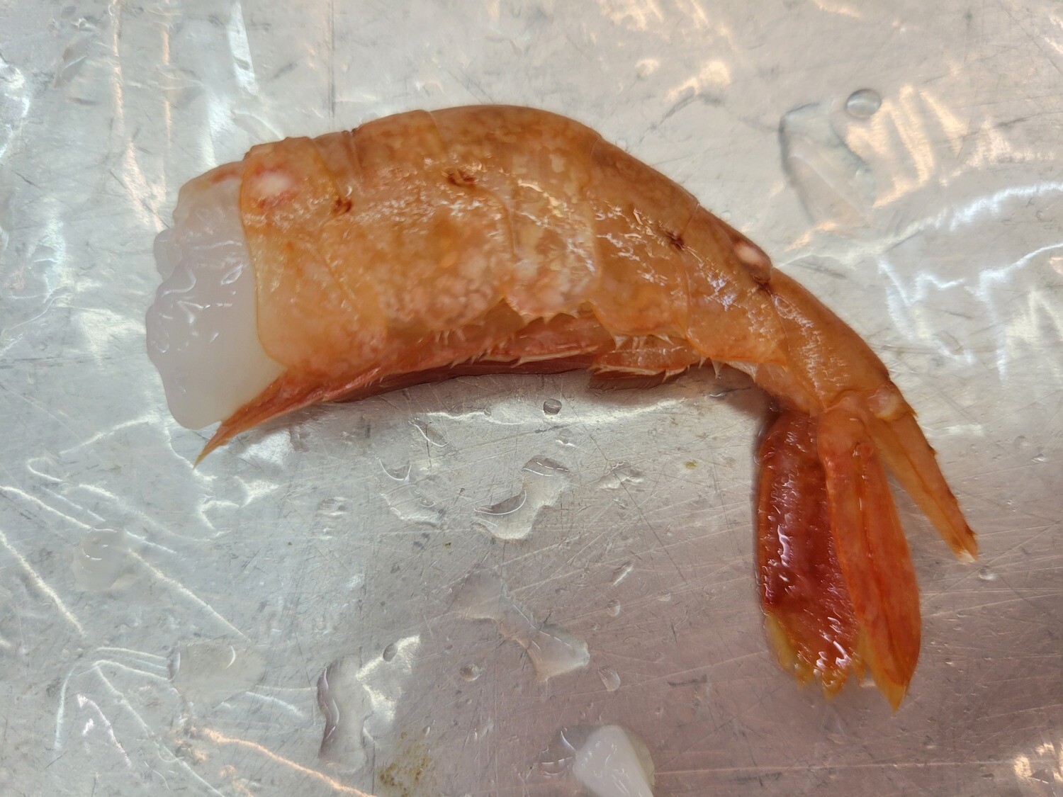 Spot Prawn HLSO 1lb Pack