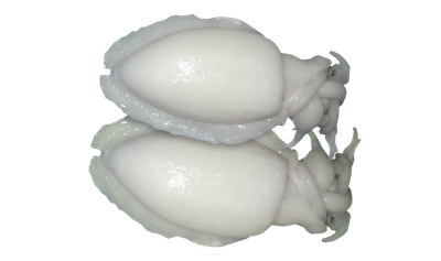 Cuttlefish ( Whole Cleaned ) 10kg