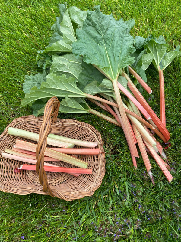 Strawberry/Rhubarb