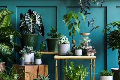 Plantes et composition de plantes d'intérieur