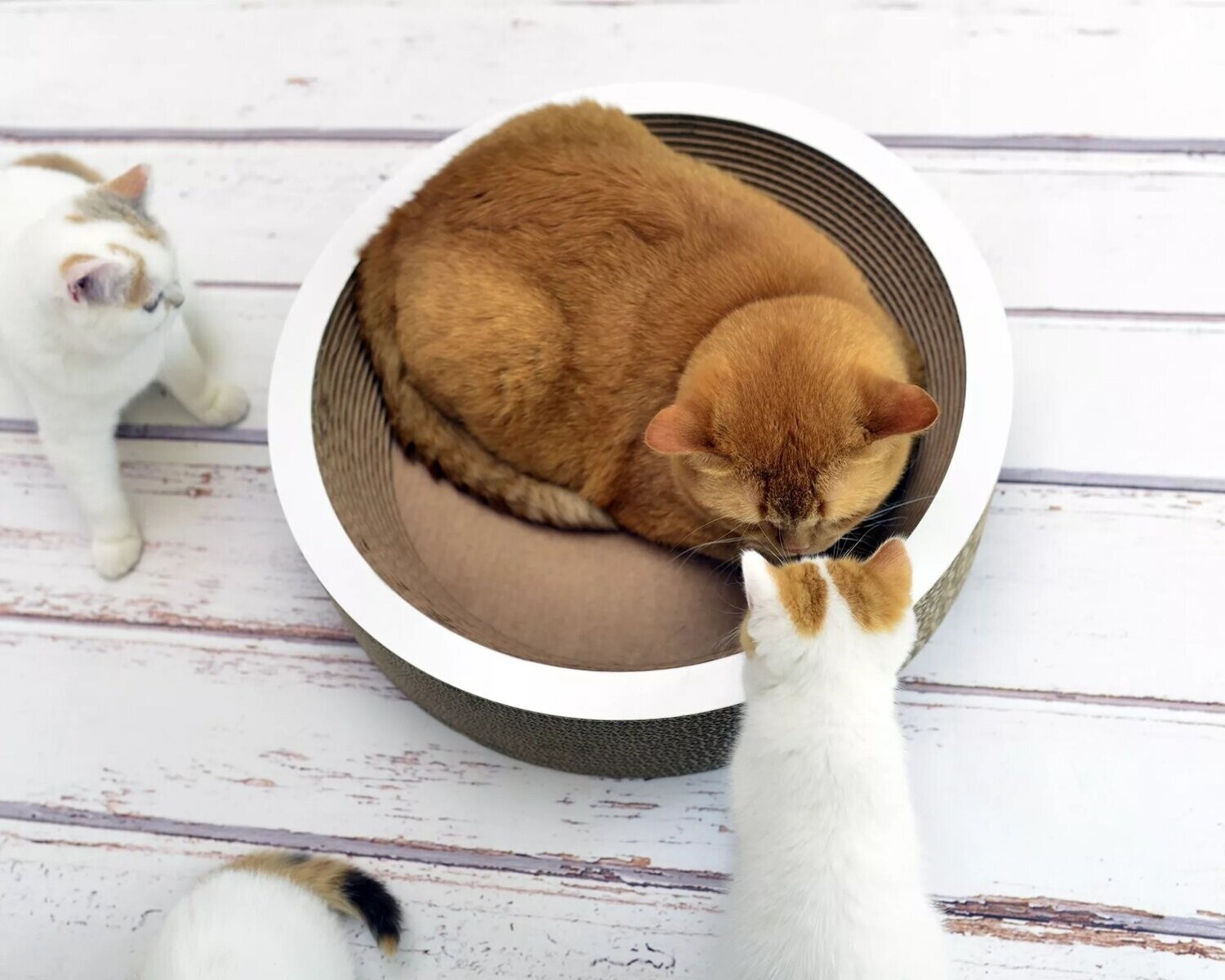 LA COUPE Katzenschale, Farbe: 000 x  gestrichen weiß, Größe: D. 40 cm - Höhe: 11 cm Innen-D. 30 cm