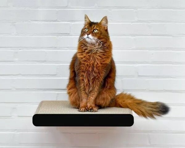 KIM TANA Katzen Wandliege KIM TANA Katzen Wandliege