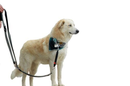 WAW Eeasy Dog Walk Ruck-Dämpfer Basic WAW Eeasy Dog Walk Ruck-Dämpfer Basic