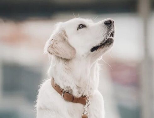 Labbvenn Hundehalsband KOLLO