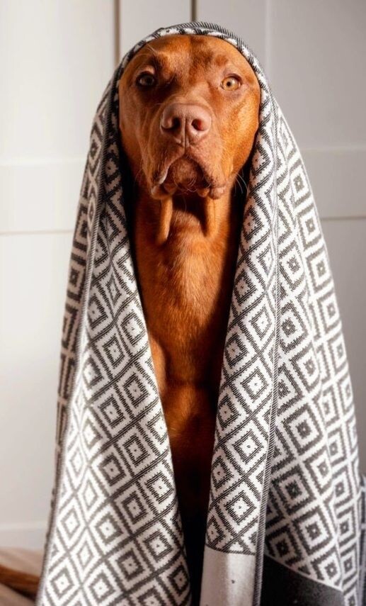 Labbvenn Hundehandtuch Linaa