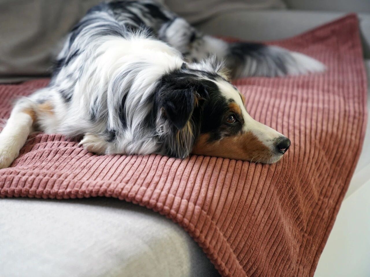 mypado Classic Cord Hundedecke