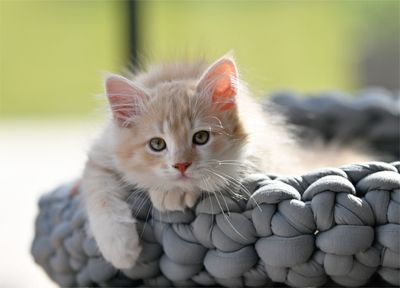 Rundoline handgemachter Katzenkorb Chill Rundoline handgemachter Katzenkorb Chill
