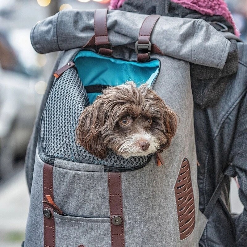 kurgo K9 Rucksack kurgo K9 Rucksack