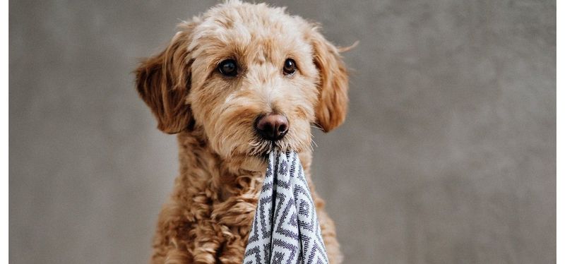 Labbvenn Hundehandtuch Linaa