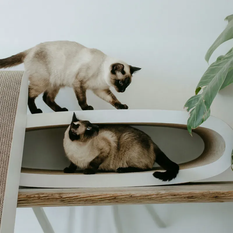 OVAL OFFICE  Design Kratzmöbel