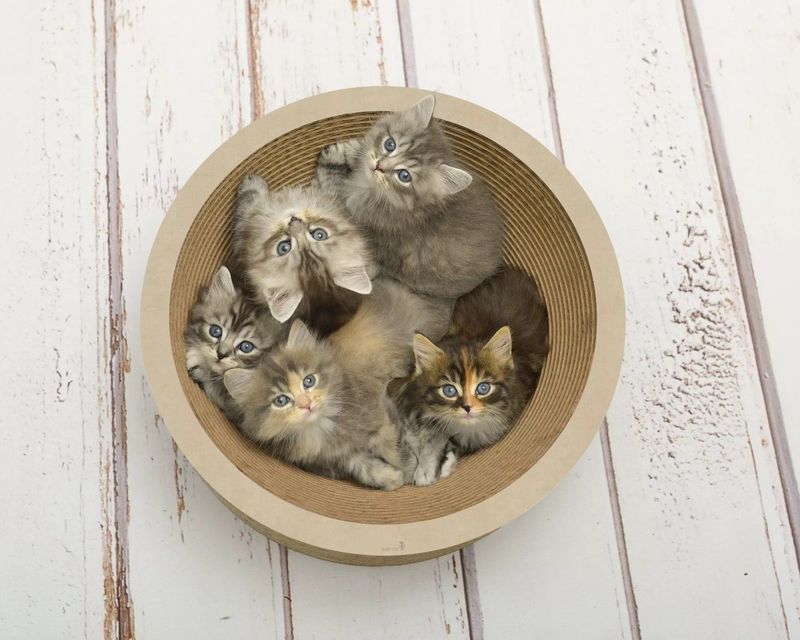 CAT ON Katzenschale LA COUPE , hellbeige