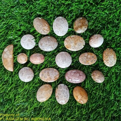Agatized Coral